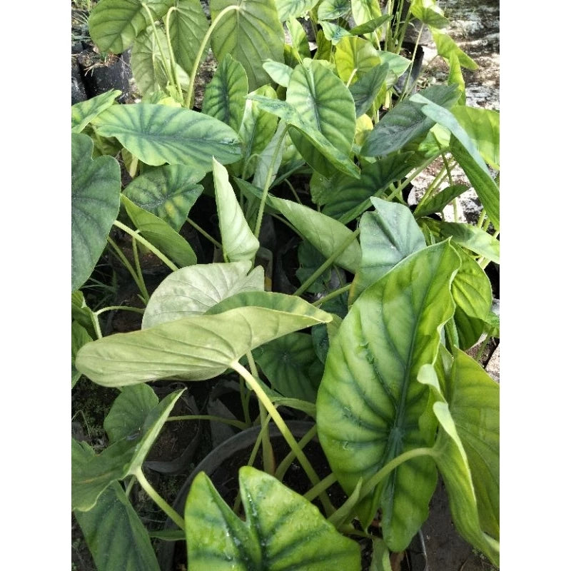 Alocasia Green Shield 2-3 Leaves