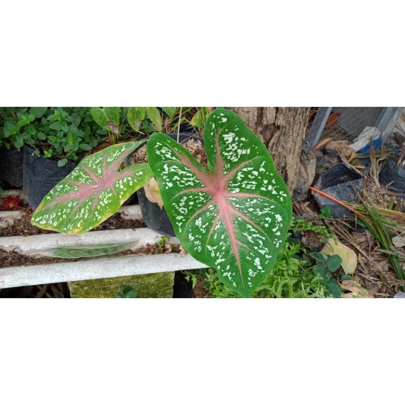 Caladium Bicolor - 4 leaves