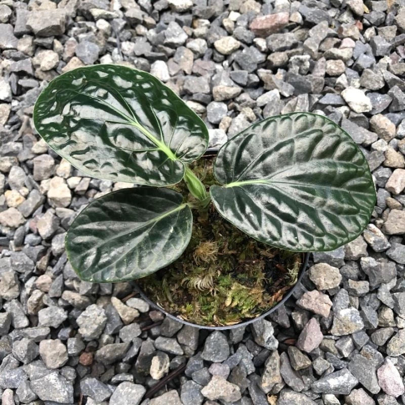 Piper Sp Papua 2 - 4 leaves