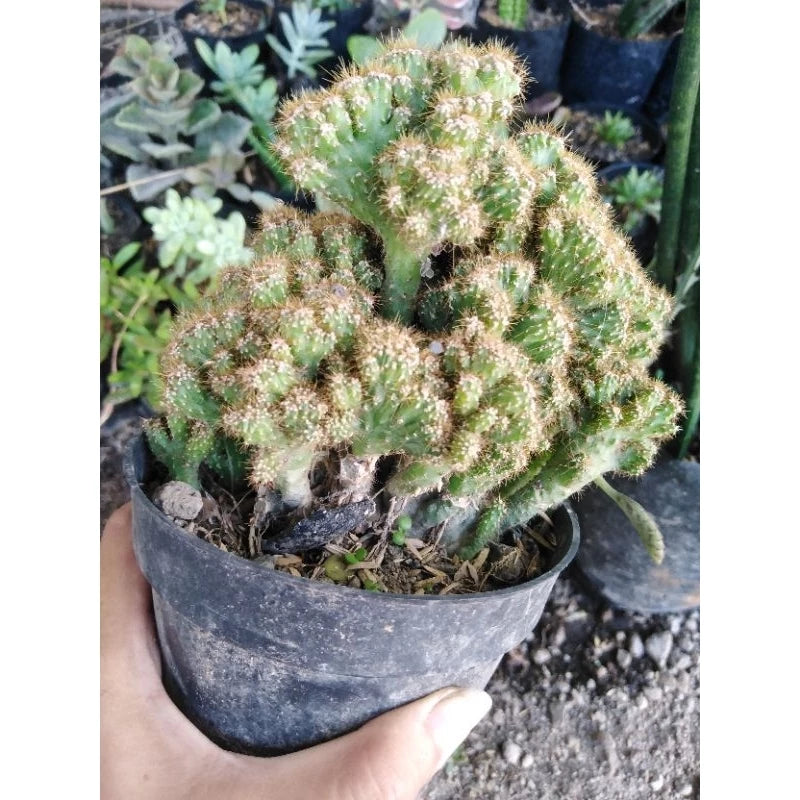 Cereus Jamacaru medium size