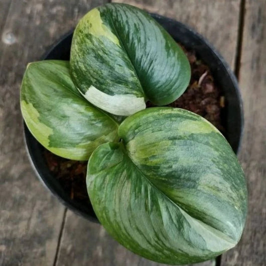 Scindapsus Rubicon Variegated 2-3 Leaves