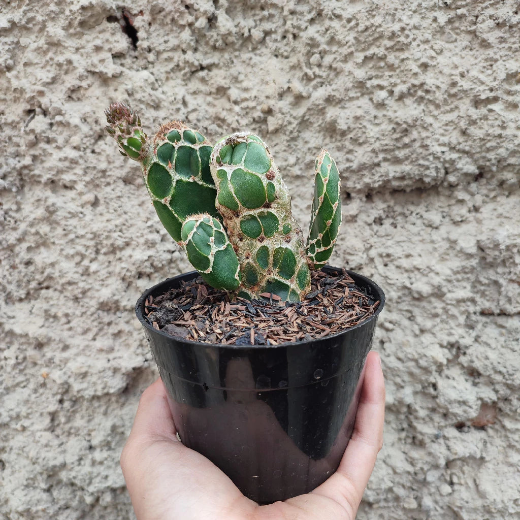 Opuntia Zebrina medium size