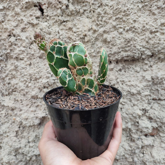 Opuntia Zebrina medium size