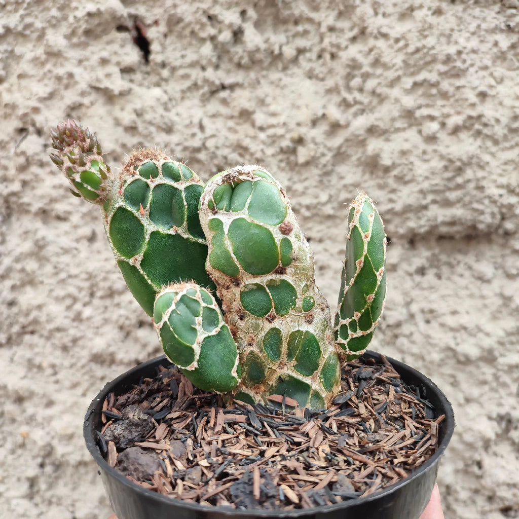 Opuntia Zebrina medium size