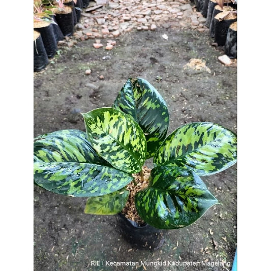 Homalomena Wallisii 2 - 4 leaves