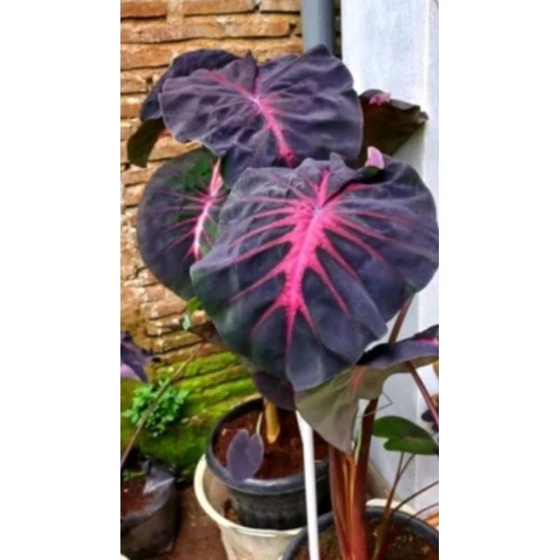 Colocasia Red Devil 2-3 Leaves