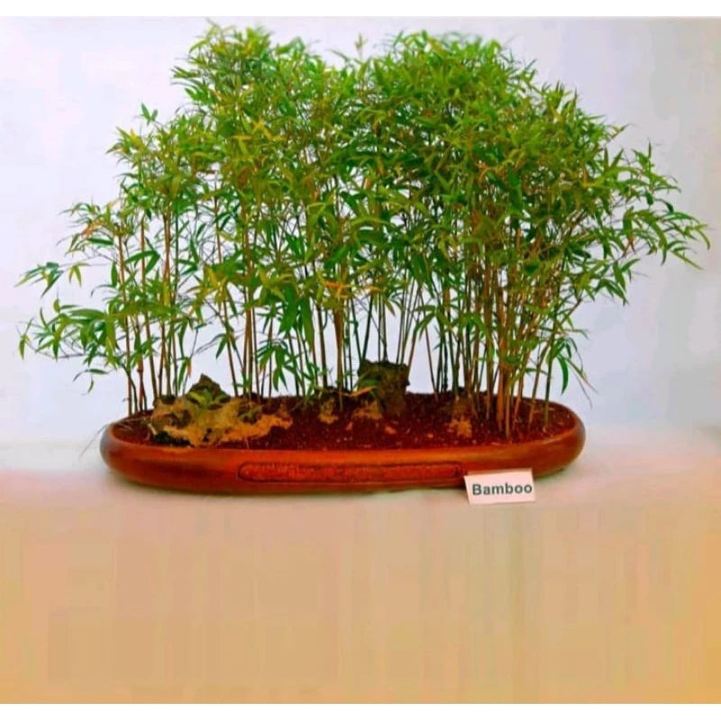 Pygmaea Bamboo Dwarf 20 - 30cm