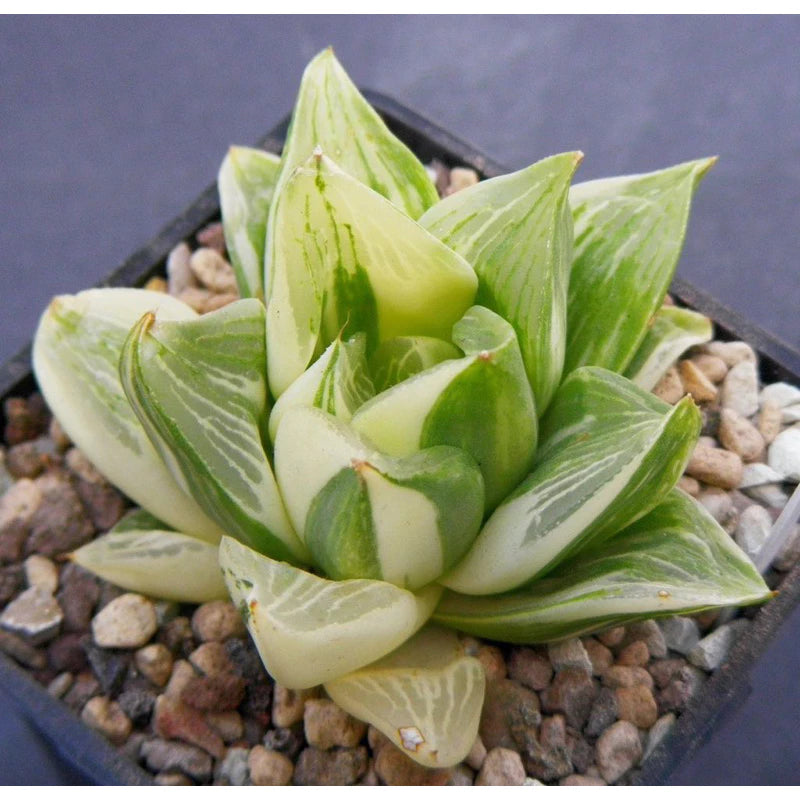 Haworthia Retusa Variegata medium size