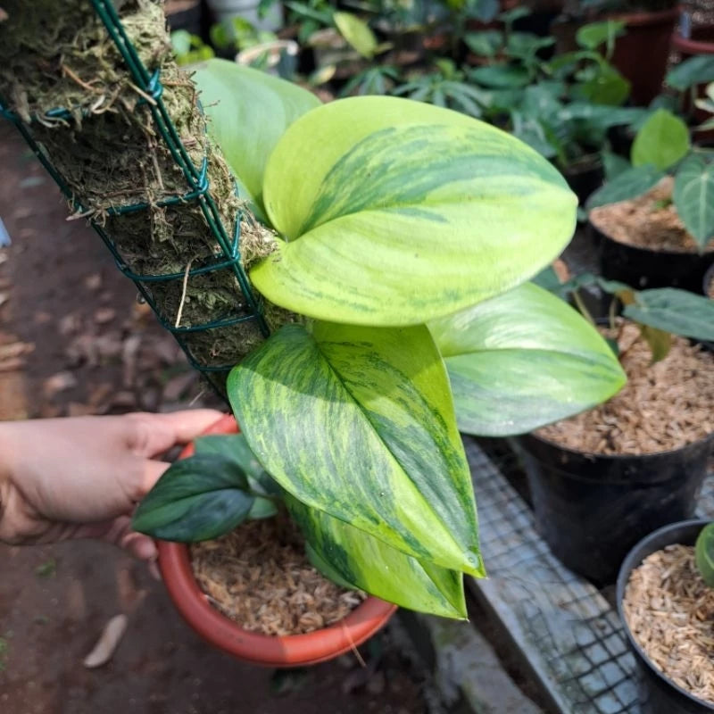 Scindapsus Rubicon Variegated 2-3 Leaves
