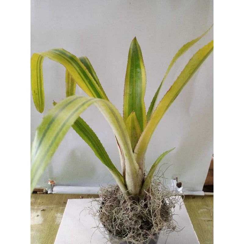 Bromelia Green Variegated 20 - 30cm