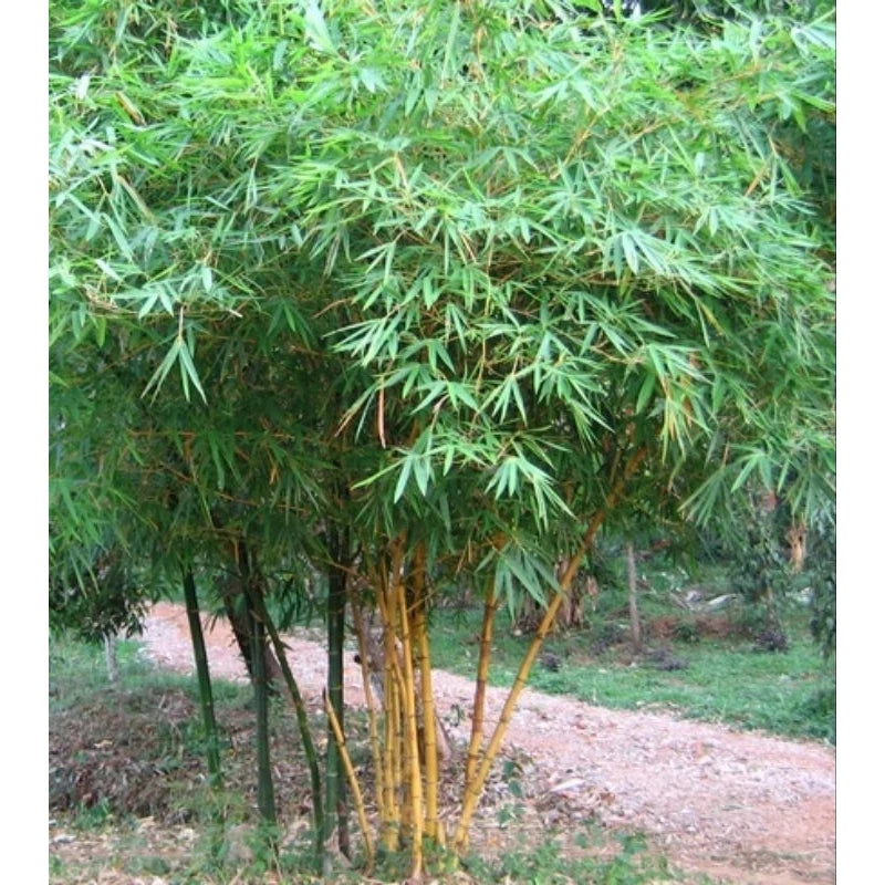 Yellow Bamboo 20 - 30cm