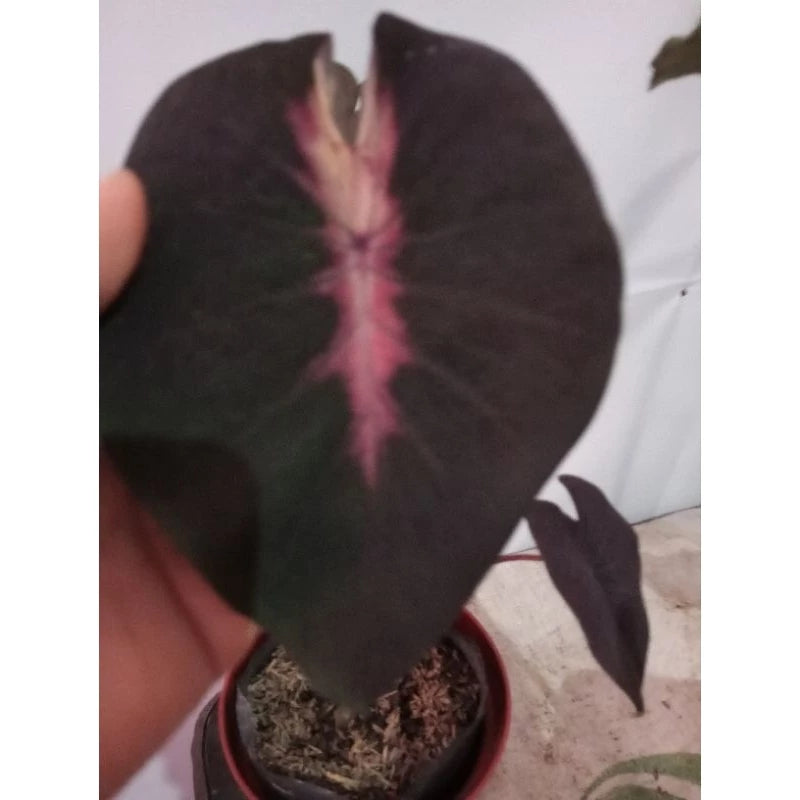 Colocasia Red Devil 2-3 Leaves