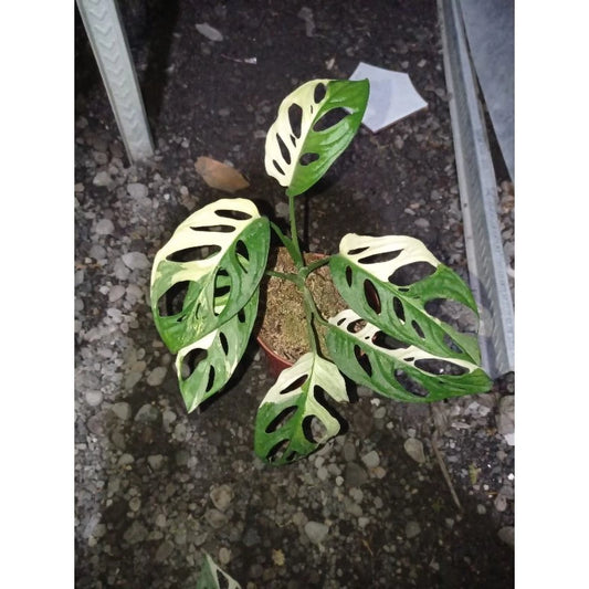 Monstera Adansonii Japan Variegated 2-3 Leaves