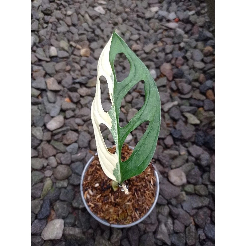 Monstera Adansonii Japan Variegated 2-3 Leaves