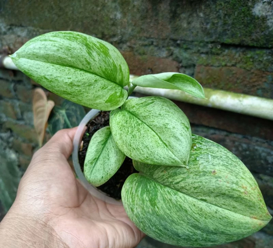 Scindapsus Treubii Mint 2 - 4 leaves