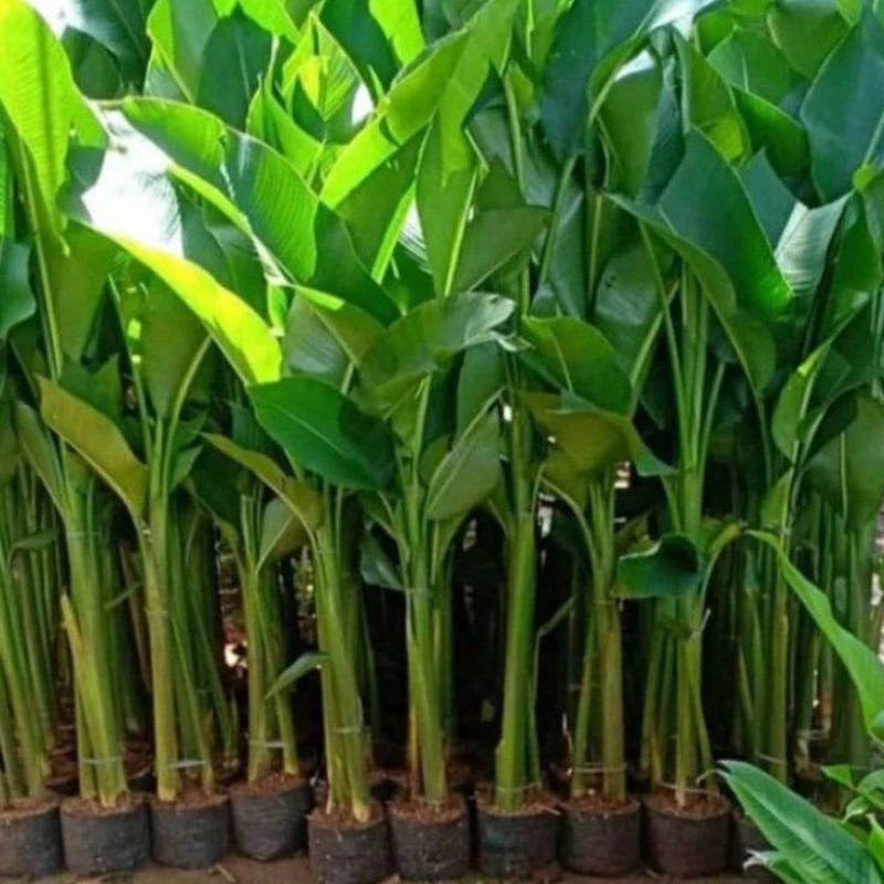 Heliconia Bijai 2-3 Leaves