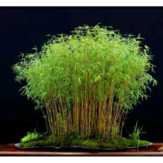 Pygmaea Bamboo Dwarf 20 - 30cm