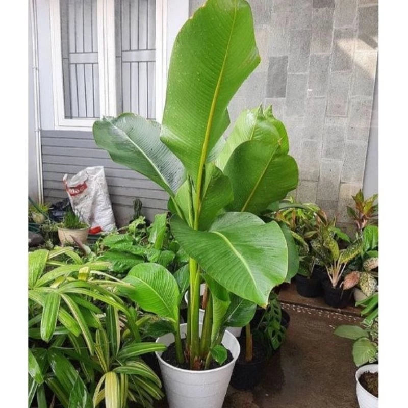 Heliconia Caribea 2-3 Leaves