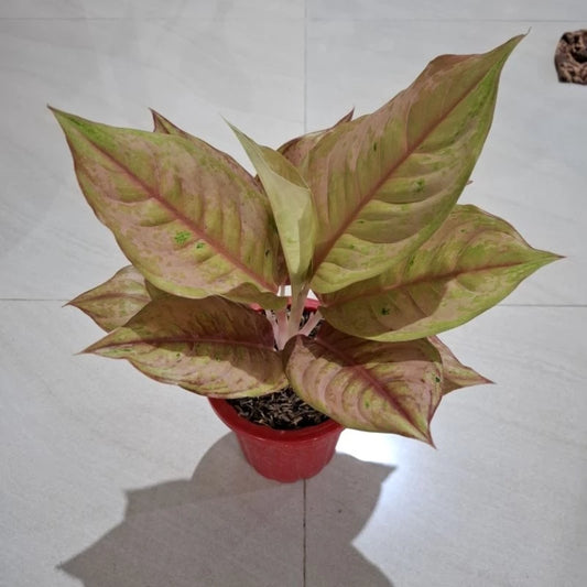 Aglaonema Light of Diamond 2 - 4 leaves