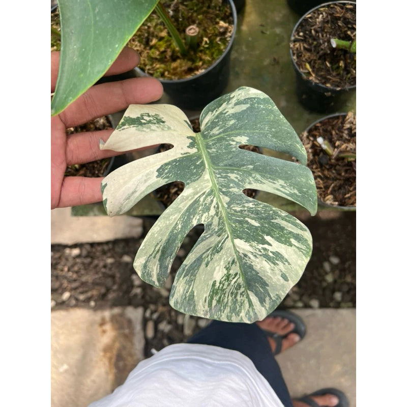 Monstera Deliciosa Albo 2-3 Leaves