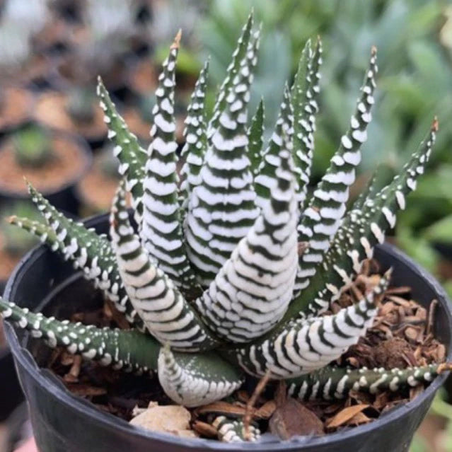 Haworthia Fasciata Alba medium size