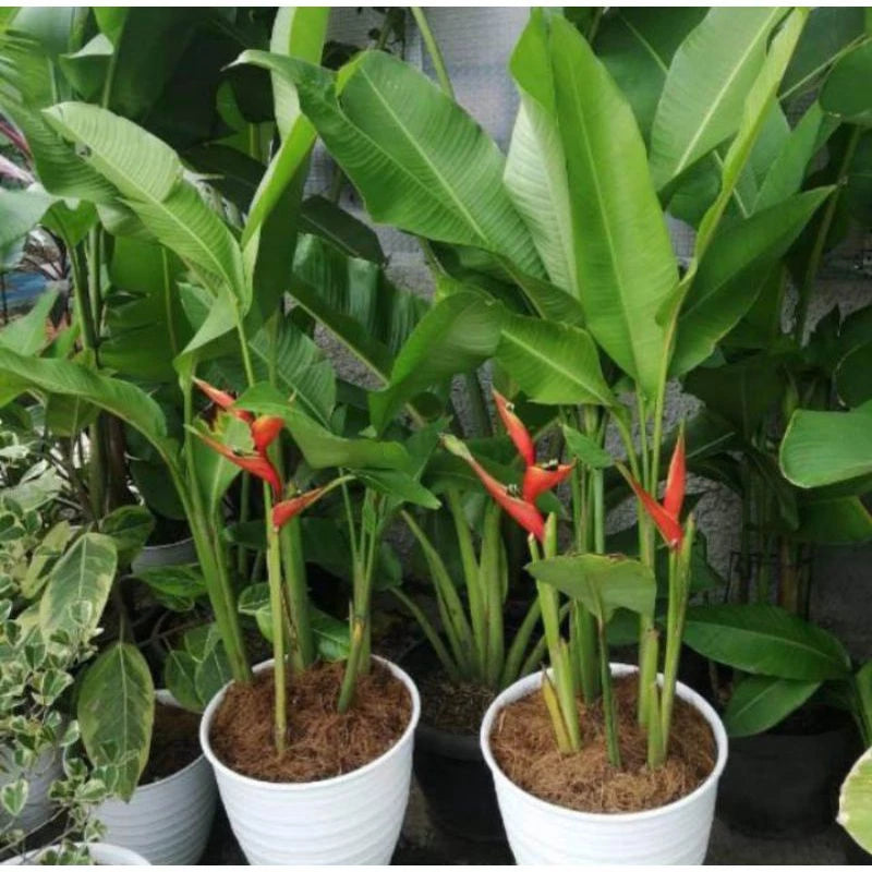 Heliconia Bijai 2-3 Leaves