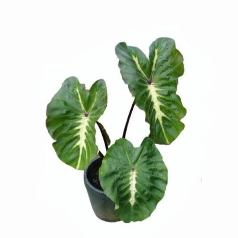 Colocasia White Lava 2-3 Leaves