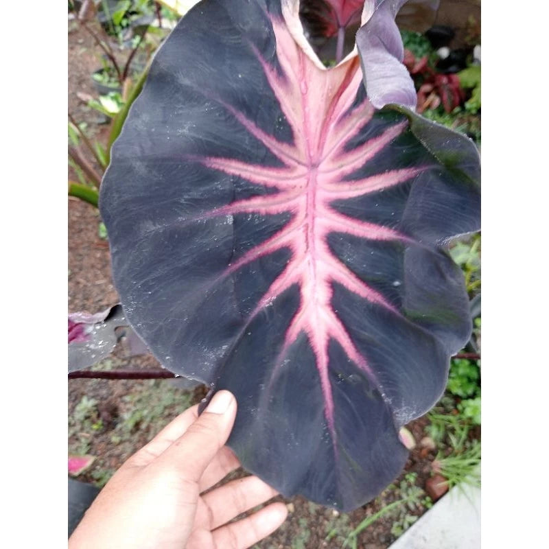 Colocasia Red Devil 2-3 Leaves
