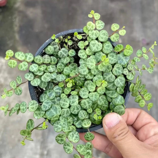 Pepperomia Prostrata String of Turtle 2-3 Leaves