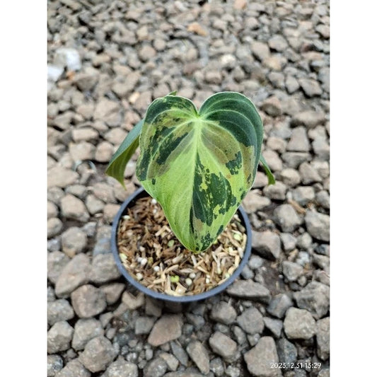 Philodendron Melanochrysum Variegated 2 - 4 leaves