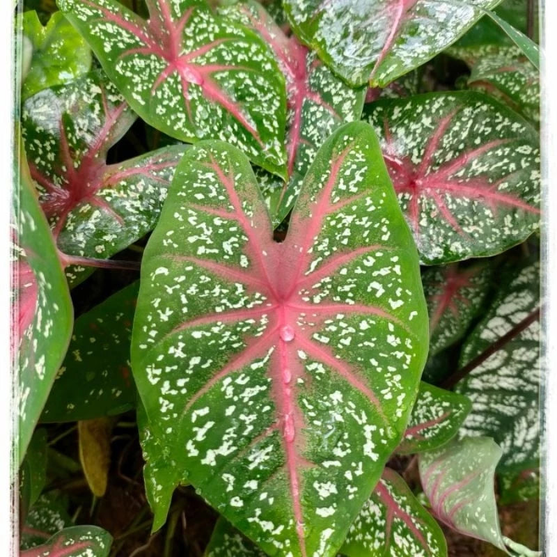 Caladium Hortulanum - 4 leaves