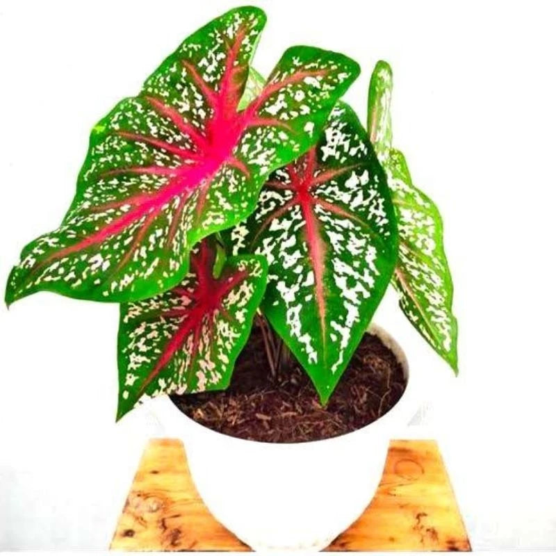 Caladium Hortulanum - 4 leaves