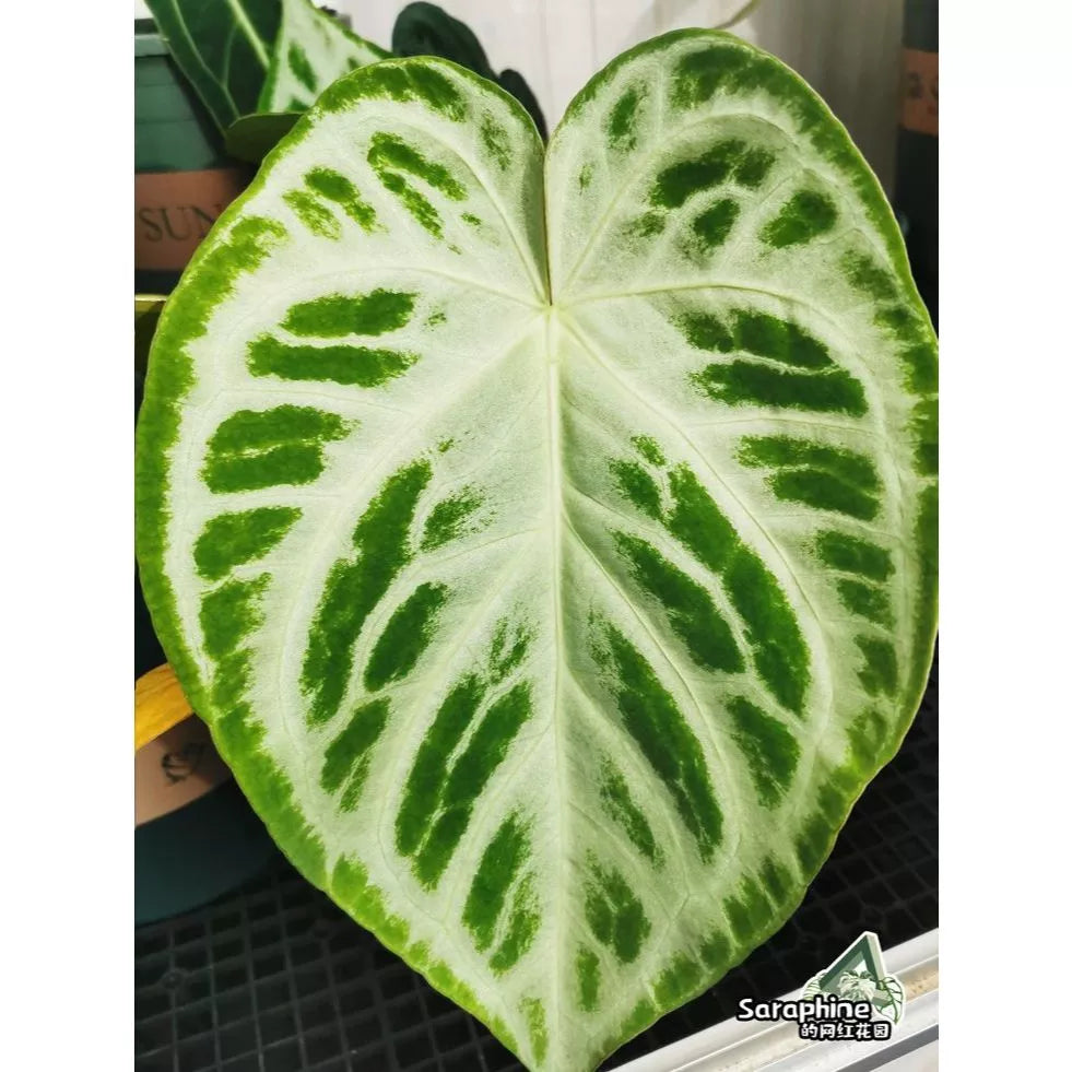 Anthurium Silver Blush 2 - 4 leaves