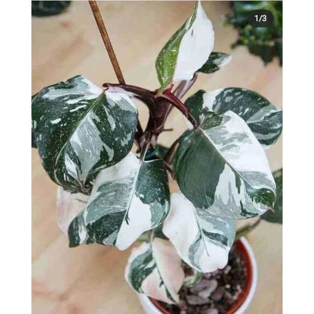Philodendron White Knight 2-3 Leaves