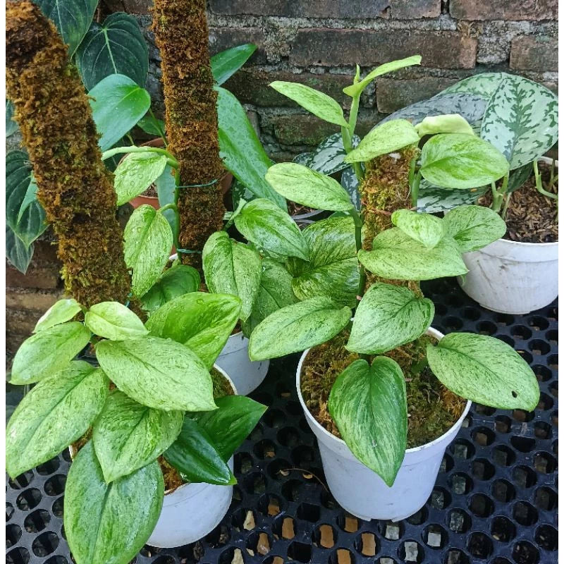 Scindapsus Treubii Mint 2 - 4 leaves