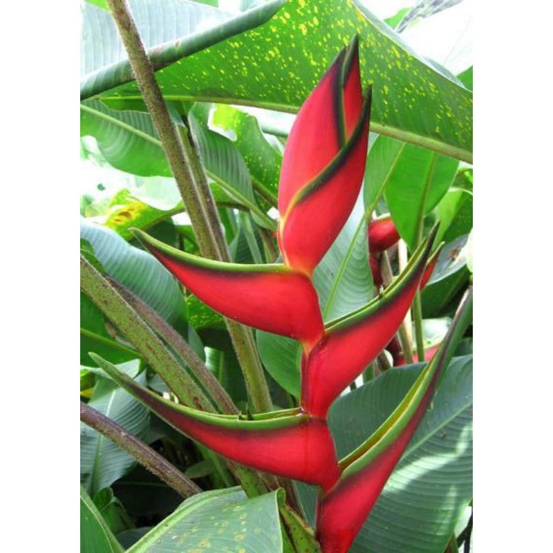 Heliconia Bijai 2-3 Leaves