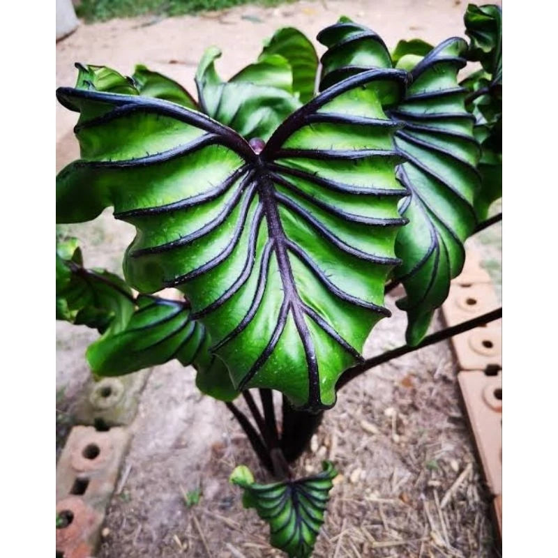 Colocasia Pharaoh Mask 2-3 Leaves