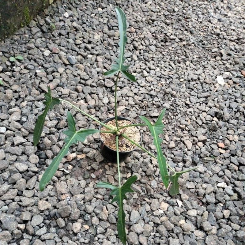 Philodendron Longilobatum 2-3 Leaves