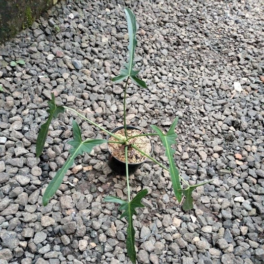 Philodendron Longilobatum 2-3 Leaves