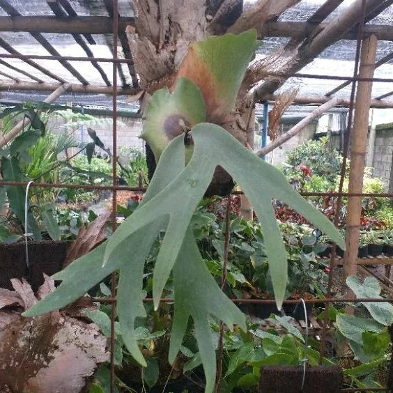 Platycerium Willinckii 2-3 Leaves