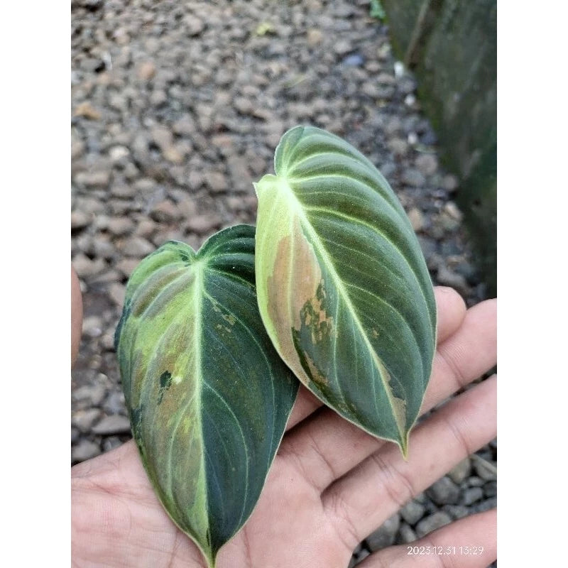 Philodendron Melanochrysum Variegated 2 - 4 leaves