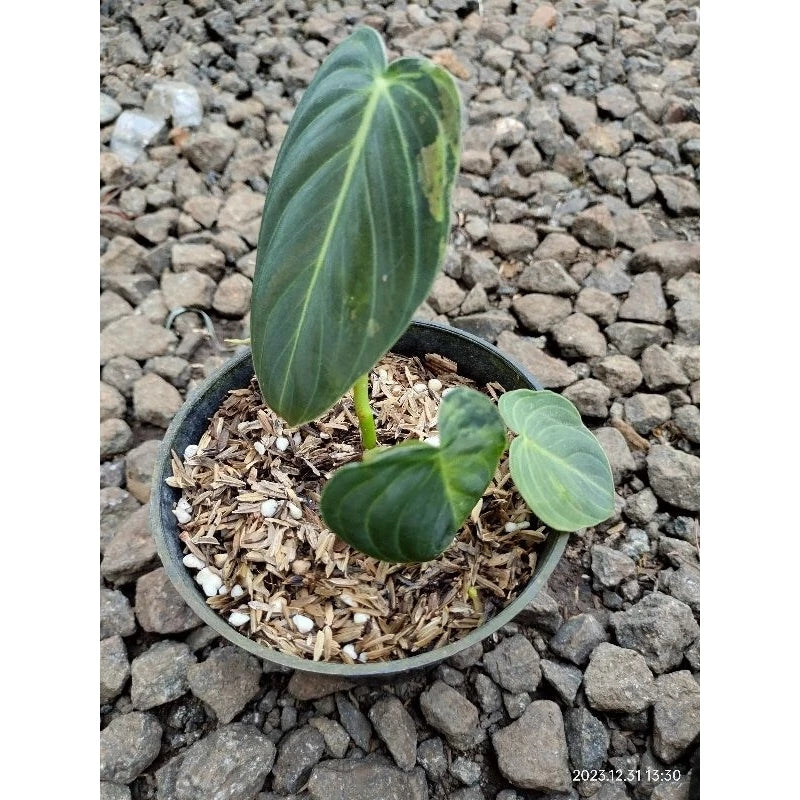 Philodendron Melanochrysum Variegated 2 - 4 leaves