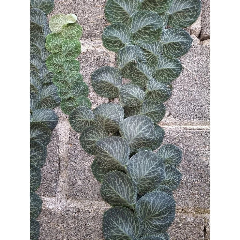 Rhaphidophora Cryptanta 2 - 4 leaves