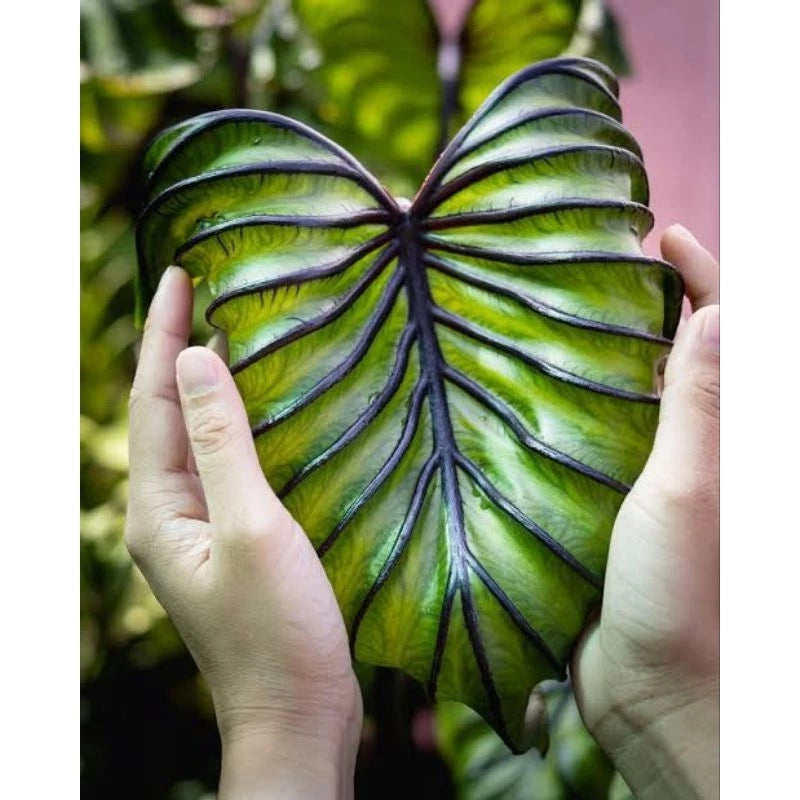 Colocasia Pharaoh Mask 2-3 Leaves
