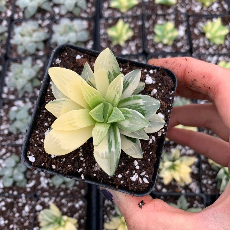 Haworthia Retusa Variegata medium size