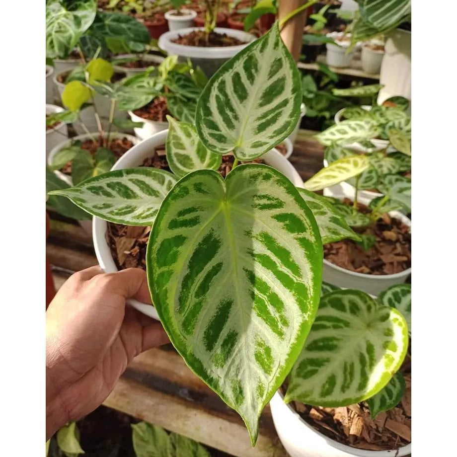 Anthurium Silver Blush 2 - 4 leaves
