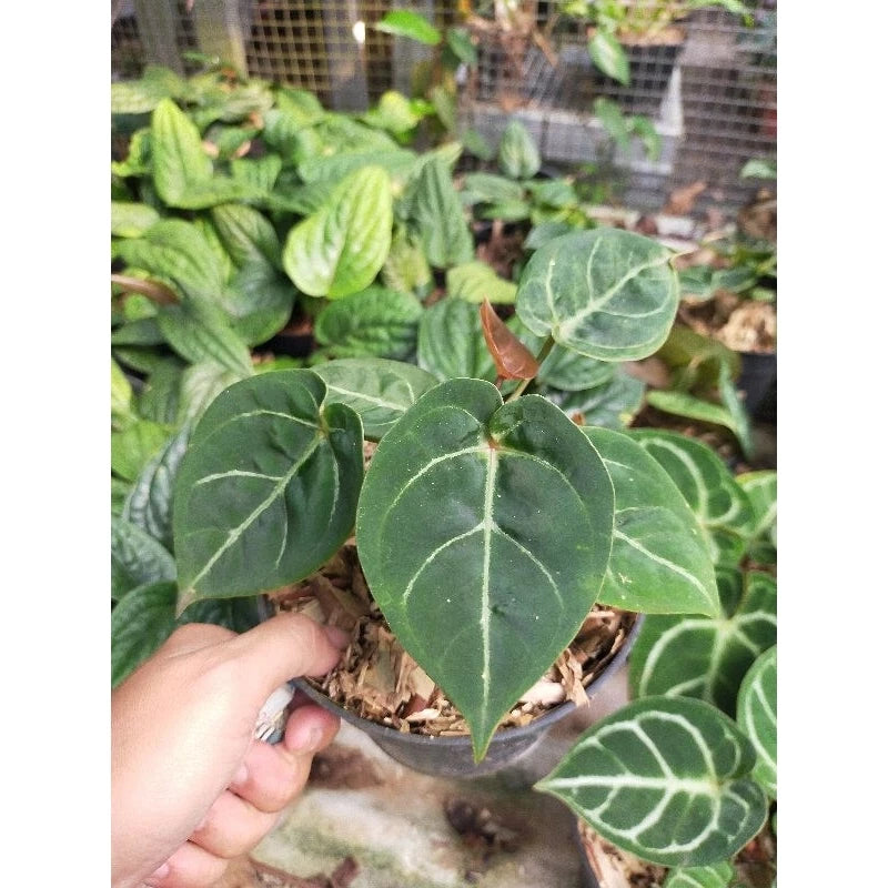 Anthurium Hofmanii - 4 leaves