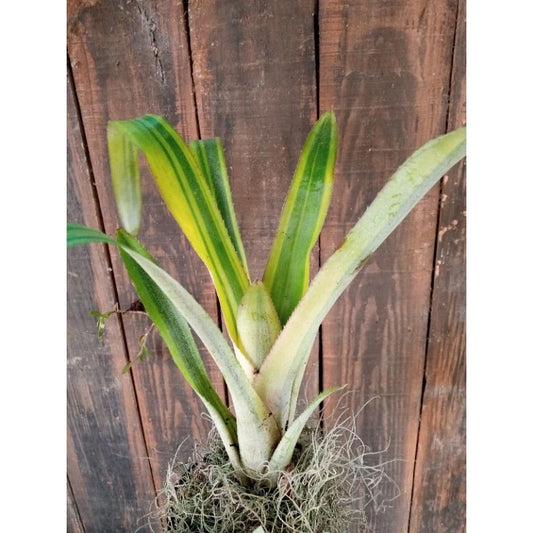 Bromelia Green Variegated 20 - 30cm