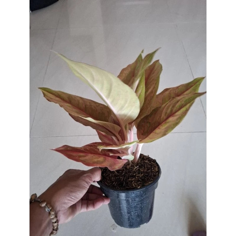 Aglaonema Light of Diamond 2 - 4 leaves