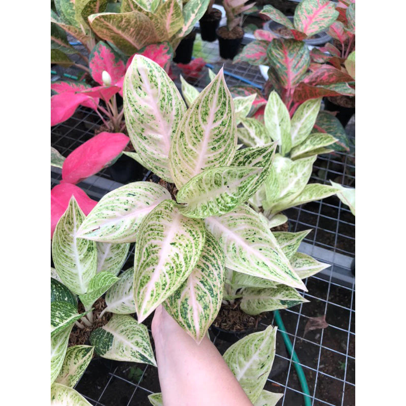 Aglaonema Legacy White Super 2 - 4 leaves